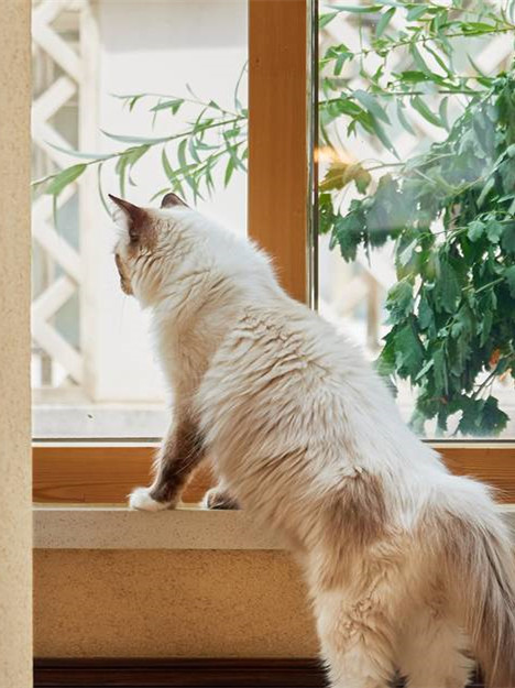 请像猫一样的生活，让自己更加健康！